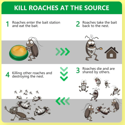 Cockroach Killer Gel (Pack of 2)